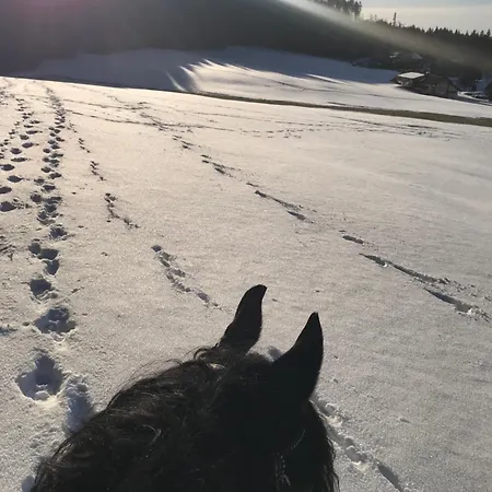 Hotel Waldhotel Auerhahn 